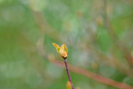 Silver and Gold Red-osier Dogwood branch with new leaves and flower buds - Latin name - Cornus...