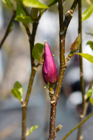 Magnolia Susan branch with flower bud - Latin name - Magnolia Susanの写真素材
