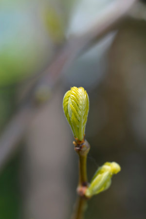 Honey locust Sunburst tree branch with new leaves - Latin name - Gleditsia triacanthos Sunburst