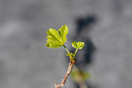 European gooseberry branch with new leaves - Latin name - Ribes uva-crispa