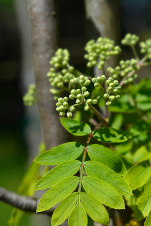 Common mountain ash branch with new leaves and flower buds - Latin name - Sorbus aucupariaの写真素材