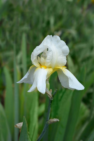 Tall bearded iris Christmas Angel flower - Latin name - Iris barbata elatior Christmas Angel