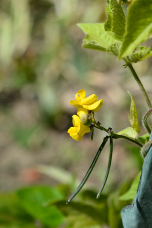 Black gram leaves and yellow flowers - Latin name - Vigna mungo