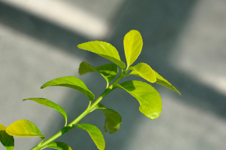 Japanes spindle El Dorado leaves - Latin name - Euonymus japonicus El Dorado