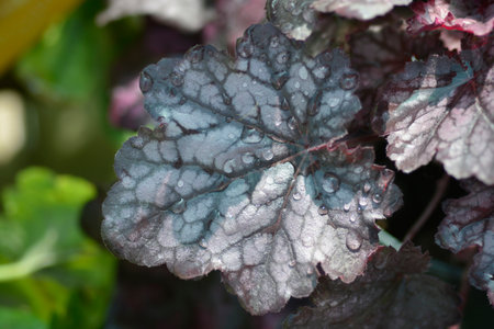 Coral Bells Huckleberry leaves - Latin name - Heuchera Huckleberry