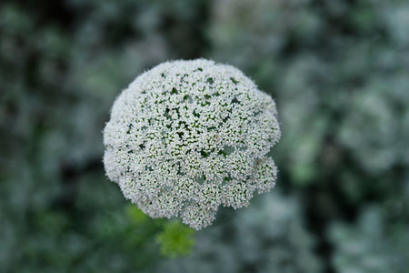 Toothpick bullwort Blutenball - Latin name - Ammi visnaga Blutenball