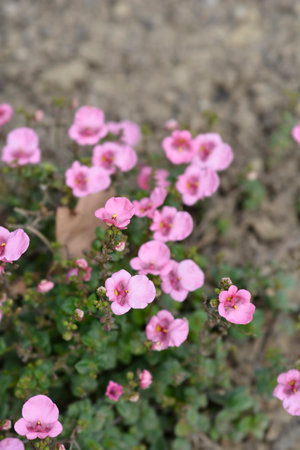 Twinspur pink flowers - Latin name - Diascia barberaeの写真素材