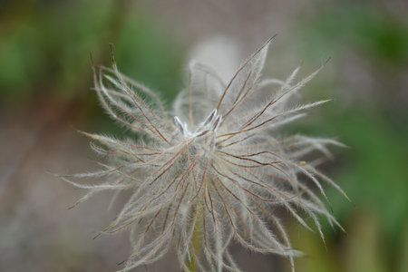Blue Siberian Pasque Flower seed head - Latin name - Pulsatilla turczaninovii