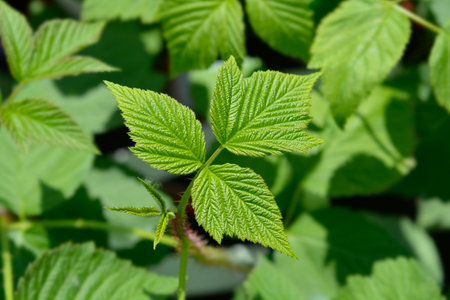 European red Raspberry leaves - Latin name - Rubus idaeus