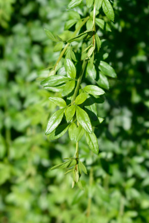 Winter jasmine leaves - Latin name - Jasminum nudiflorumの写真素材