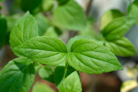 Mock orange Snowflake leaves - Latin name - Philadelphus Snowflake
