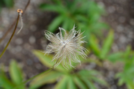 Blue Siberian Pasque Flower seed head - Latin name - Pulsatilla turczaninovii