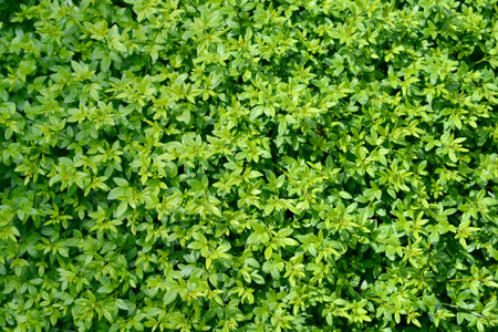 Winter jasmine leaves - Latin name - Jasminum nudiflorum