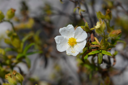Narrow-leaved cistus white flower - Latin name - Cistus monspeliensisの写真素材