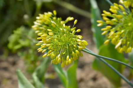 Ornamental Onion Yellow Fantasy flowers - Latin name - Allium Yellow Fantasyの写真素材