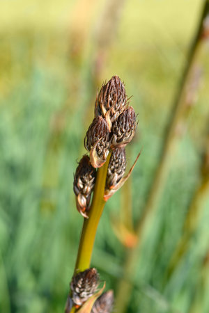 Summer Asphodel flower buds - Latin name - Asphodelus aestivus