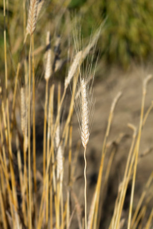 Einkorn wheat - Latin name - Triticum monococcumの写真素材