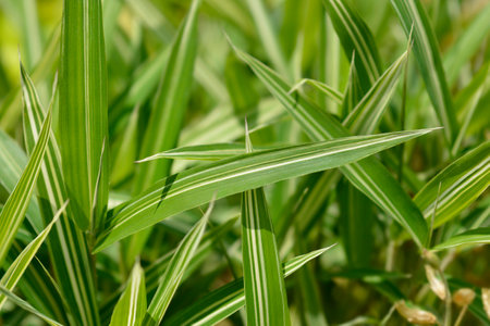 Dwarf white-striped Bamboo leaves - Latin name - Pleioblastus fortunei Variegataの写真素材