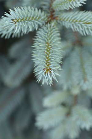 Colorado blue spruce Baby Blue branch - Latin name - Picea pungens Baby Blue
