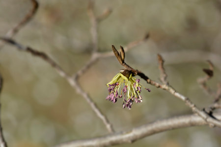 Persian ironwood branch with flower - Latin name - Parrotia persica