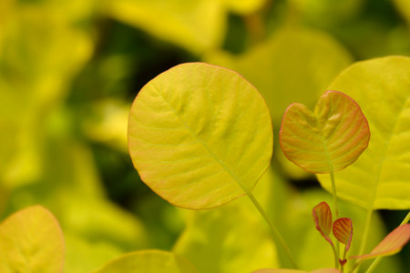 Smoke tree Golden Spirit leaves - Latin name - Cotinus coggygria Golden Spiritの写真素材