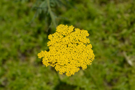 Fern-leaf yarrow flowers - Latin name - Achillea filipendulinaの写真素材