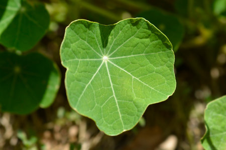 Garden nasturtium leaves - Latin name - Tropaeolum majusの写真素材