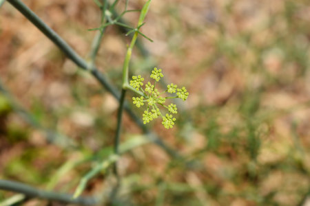 Common fennel yellow flowers - Latin name - Foeniculum vulgare