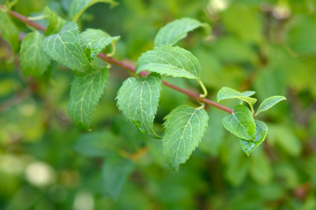 Green-stem forsythia branch with leaves - Latin name - Forsythia viridissima