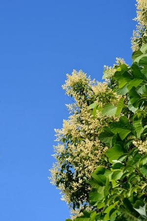 Glossy privet branches with flowers against blue sky - Latin name - Ligustrum lucidumの写真素材
