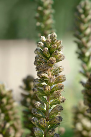 Elegant blazingstar seed head - Latin name - Liatris elegansの写真素材