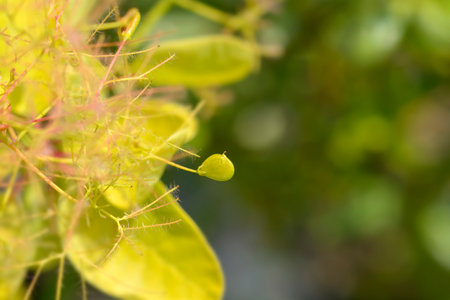 Smoke tree Golden Spirit small fruit - Latin name - Cotinus coggygria Golden Spiritの写真素材