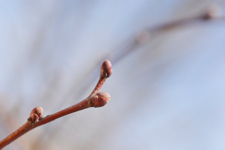 Small-leaved lime branch with leaf buds - Latin name - Tilia cordataの写真素材
