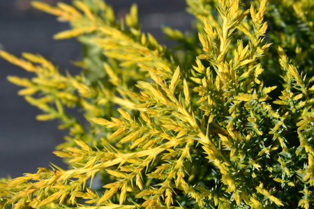 Juniper Gold Star branches - Latin name - Juniperus x media Gold Starの写真素材