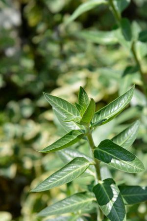 Broad leaved cotton bush - Latin name - Gomphocarpus cancellatusの写真素材