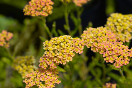 Yellow and Orange Yarrow flowers - Latin name - Achillea millefolium Milly Rock Yellow Terracottaの写真素材