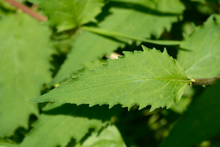 Creeping bellflower leaves - Latin name - Campanula rapunculoides