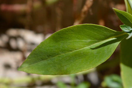 Red valerian leaves - Latin name - Centranthus ruberの写真素材