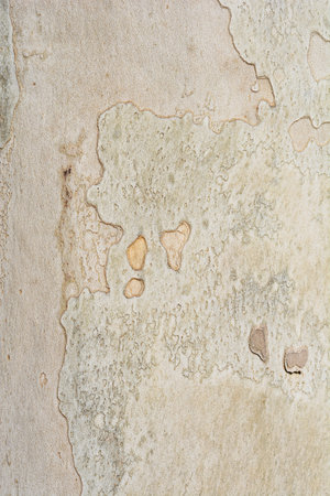 London plane bark detail - Latin name - Platanus x hispanica (Platanus x acerifolia)の写真素材