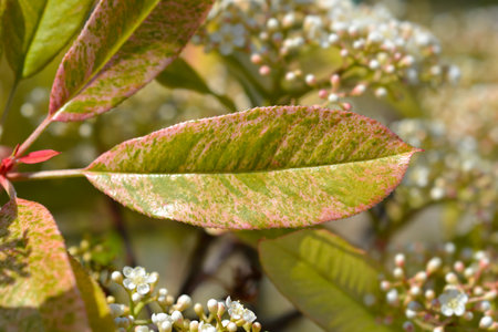 Photinia Pink Crispy leaf - Latin name - Photinia serratifolia Pink Crispyの写真素材