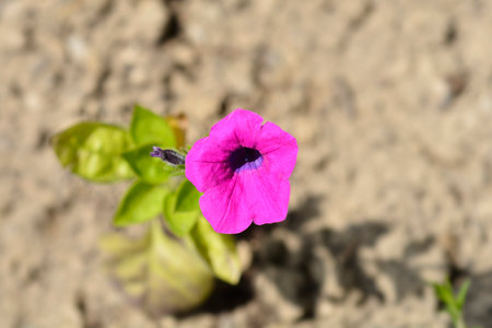 Violet petunia flower - Latin name - Petunia integrifoliaの写真素材