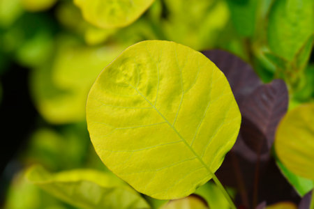Smoke tree Golden Spirit leaves - Latin name - Cotinus coggygria Golden Spirit