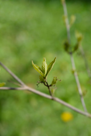 Purple Beautyberry branch with new leaves - Latin name - Callicarpa dichotoma