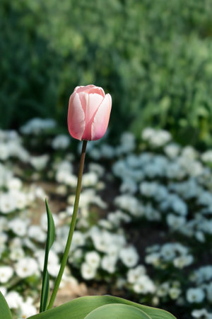 Tulip Salmon Impresion flower - Latin name - Tulipa Salmon Impresion