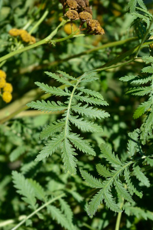 Common tansy leaves - Latin name - Tanacetum vulgareの写真素材