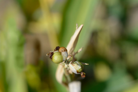 Powdery alligator-flag seeds - Latin name - Thalia dealbata