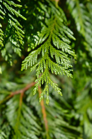 Western Red Cedar branch - Latin name - Thuja plicataの写真素材