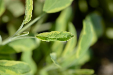 Golden Leaf Sage leaves - Latin name - Salvia officinalis Icterina