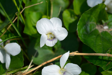 White wood violet flowers - Latin name - Viola sororia Albiflora