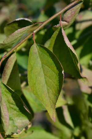 Weeping apricot branch with green leaves - scientific name - Prunus mume Pendula